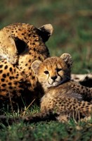 Kenya, Masai Mara Game Reserve. Cheetah cub Fine Art Print
