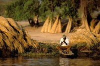 Local Man Fishing and Piles of Straw for Hatch, Okavango Delta, Botswana Fine Art Print