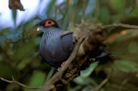 Madagascar, Ranamafana, blue pigeon, bird Fine Art Print