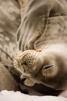 Jougla, Pt., Antarctica. Sleepy Weddell seal. Fine Art Print