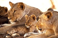 Lion cub among female lions, Samburu National Game Reserve, Kenya Fine Art Print