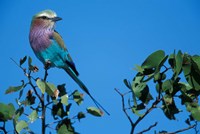 Lilac-Breasted Roller in Savuti Marsh, Chobe National Park, Botswana Fine Art Print