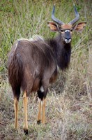 Male Nyala, Zulu Nyala Game Reserve, Kwazulu Natal, South Africa Fine Art Print