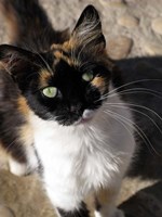 Local Cat, Morocco Fine Art Print