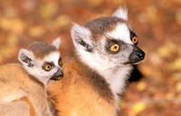 Madagascar, Berenty Reserve, Ring-tailed lemur primates Fine Art Print