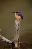 Madagascar, La Madraka. Malagasy Kingfisher Fine Art Print