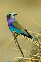 Lilac-Breasted Roller bird, Mana Pools NP, Zimbabwe Fine Art Print