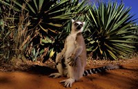 Madagascar, Berenty Private Reserve. Ring-tailed Lemur Fine Art Print