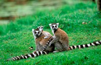 Madagascar, Antananarivo, Ring-tailed lemur, primate Fine Art Print