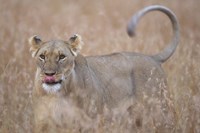 Lioness in Tall Grass on Savanna, Masai Mara Game Reserve, Kenya Fine Art Print