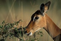 Kenya, Lake Nakuru NP, Impala wildlife Fine Art Print