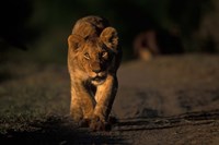 Lion Cub Stalking, Masai Mara Game Reserve, Kenya Fine Art Print