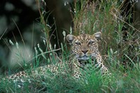 Leopard Resting along Telek River, Masai Mara Game Reserve, Kenya Fine Art Print