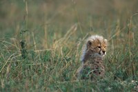 Kenya, Masai Mara Game Reserve, Cheetah, Savanna Fine Art Print