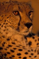 Kenya, Masai Mara Game Reserve, Cheetah, sunset Fine Art Print