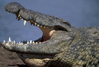 Kenya, Masai Mara Game Reserve, Nile Crocodile Fine Art Print