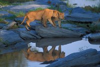 Lion Pride along Rocky Bank, Telek River, Masai Mara Game Reserve, Kenya Fine Art Print