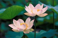 Lotus Flower in Blossom, China Fine Art Print