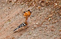 Madagascar. Madagascar Hoopoe, endemic bird Fine Art Print