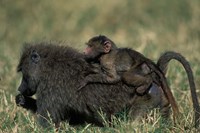 Kenya, Masai Mara Game Reserve, Chacma Baboons wildlife Fine Art Print