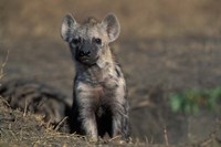 Kenya, Masai Mara Game Reserve, Spotted Hyena wildlife Fine Art Print