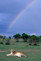 Lioness Resting Under Rainbow, Masai Mara Game Reserve, Kenya Fine Art Print