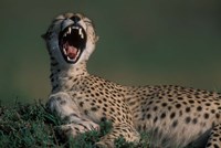 Kenya, Masai Mara Game Reserve, Cheetah in savanna Fine Art Print
