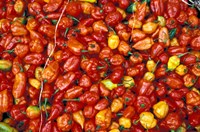 Hot Red Pepper at the Local Market, Madagascar Fine Art Print