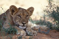 Lion Cub Rests During Heat of Day, Auob River, Kalahari-Gemsbok National Park, South Africa Fine Art Print