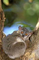 Madagascar, Berenty Reserve, Whitefooted sportive lemur Fine Art Print