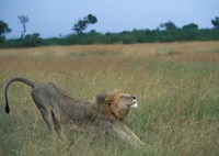 Lion Stretches in Tall Grass, Masai Mara Game Reserve, Kenya Fine Art Print