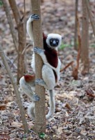 Madagascar, Ankarafantsika Coquerels Sifaka primate Fine Art Print