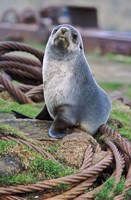 Antarctic Fur Seal sitting on ropes, South Georgia, Sub-Antarctica Fine Art Print