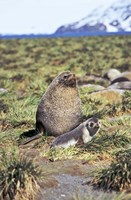 Antarctic Fur Seal with pup, South Georgia, Sub-Antarctica Fine Art Print