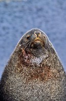 Kerguelen Fur Seal, Antarctic Fur Seal, South Georgia, Sub-Antarctica Fine Art Print