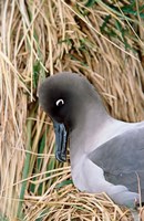 Light-mantled Albatross nesting. South Georgia, Antarctica. Fine Art Print