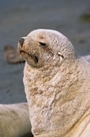 White Seal, South Georgia, Sub-Antarctica Fine Art Print