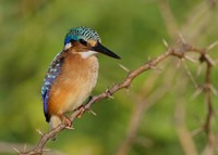 Kenya, Lake Baringo, Pygmy kingfisher on thorny limb Fine Art Print
