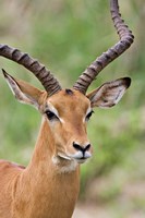 Male Impala, Tanzania Fine Art Print