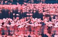 Lesser Flamingos, Lake Nakuru, Kenya Fine Art Print