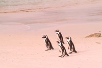 Jackass Penguins at the Boulders, near Simons Town, South Africa Fine Art Print
