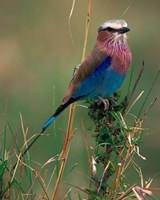 Lilac Breasted Roller, Masai Mara, Kenya Fine Art Print