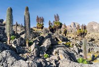 Landscape, Mount Kenya National Park, Kenya Fine Art Print