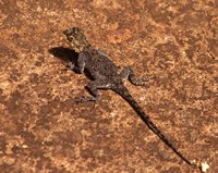 Malawi; Zomba; Brown lizard, Zomba Mountain Lodge Fine Art Print