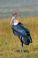 Marabou Stork, Kenya by Charles Sleicher - various sizes