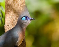 Madagascar, Crested coua bird next to tree Fine Art Print