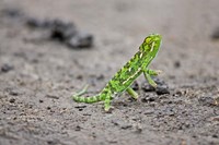 Jackson's Chameleon lizard, Maasai Mara Kenya Fine Art Print