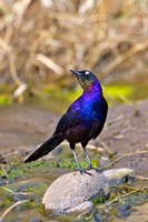 Longtailed Glossy Starling bird, Maasai Mara Kenya Fine Art Print