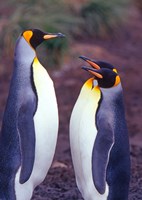 King Penguins, South Georgia Island, Antarctica Fine Art Print