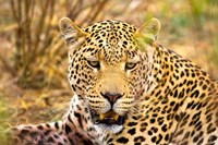 Leopard Profile at Africat Project, Namibia Fine Art Print